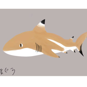 ツマグロ