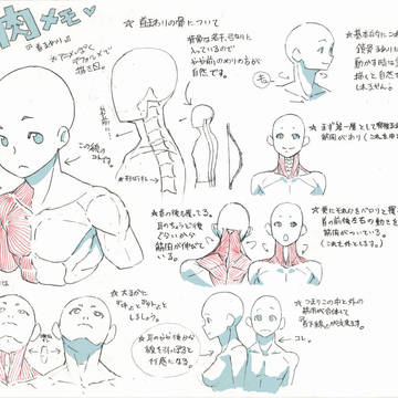 筋肉メモ『首周り』。