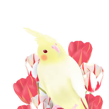 チューリップとオカメインコ
