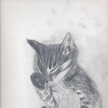 I like cats!!!  Why is cat  cute