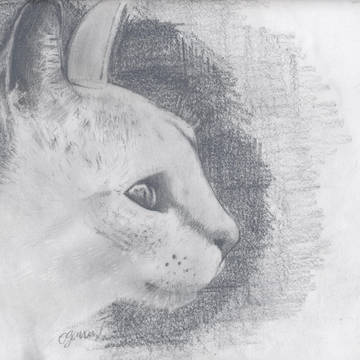 猫よ、、