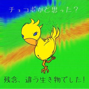 チョコボかと思った？