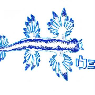 神秘的なウミウシ