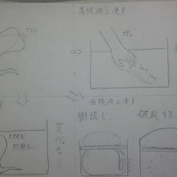 守矢と生物Ⅰ(7)