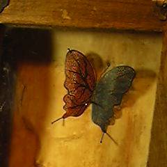 切絵標本～～Blood vessel Papillon～完成型