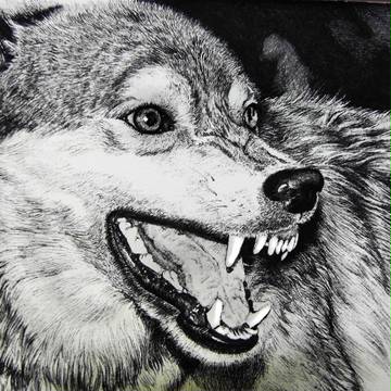 狼