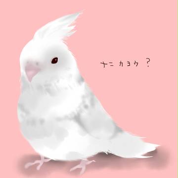 ナニカヨウ？