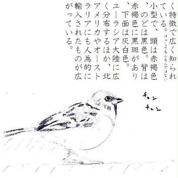 スズメの生態