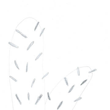 サボテンへの怒り