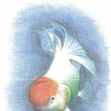 魚