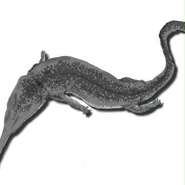 Prionosuchus