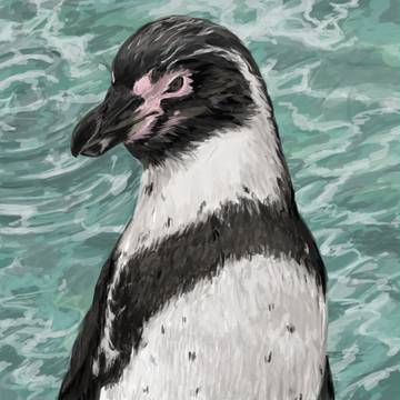 フンボルトペンギン