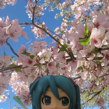 ミクと桜