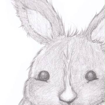 うさぎのあたま、デッサン