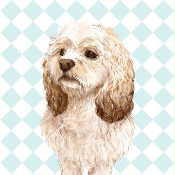 American Cocker Spaniel