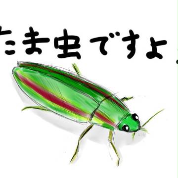 たま虫ですよ!