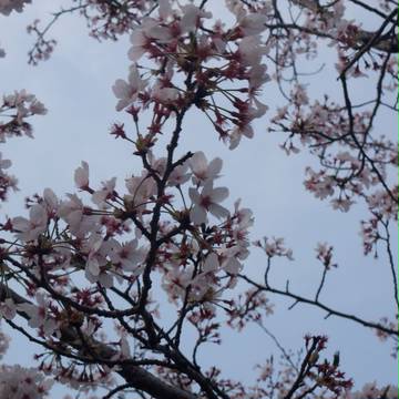 【写真素材】夕暮れの桜2【加工写真】