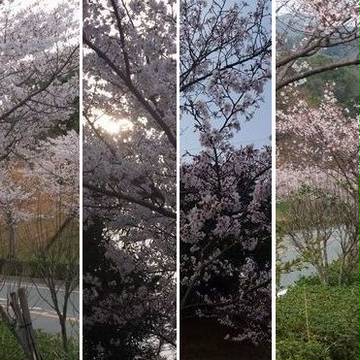 【写真素材】桜並木【加工写真】