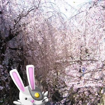 二ヶ領用水の桜　写真撮ってきた