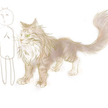 うちの猫