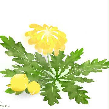 たんぽぽとひよこ
