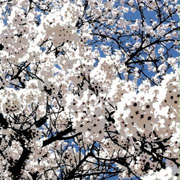 桜