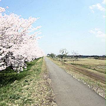 桜道