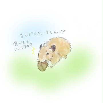 うちの九郎