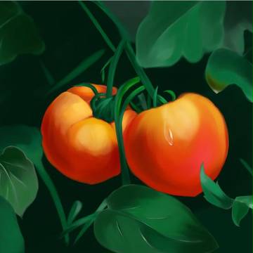 Tomato