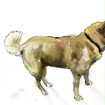DOG