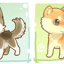 husky×shiba