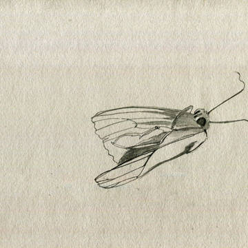Papillon