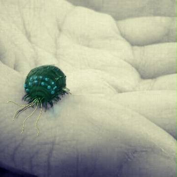 ダンゴ虫→王蟲