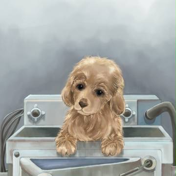 洗濯機犬