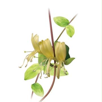キフスイカズラの花