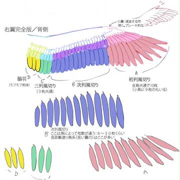 鳥の羽根のつくり