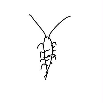 しみ