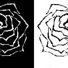 薔薇
