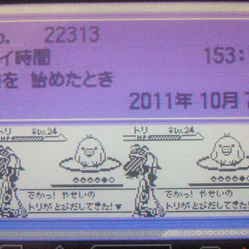 キイロイトリが　とびだしてきた！　▽
