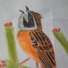 鳥