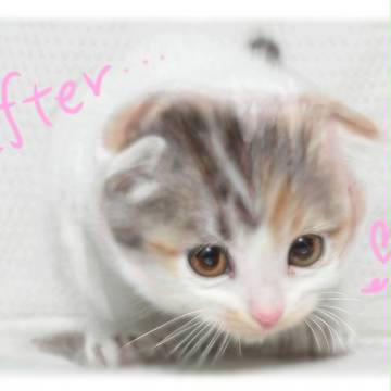 猫 完成ver