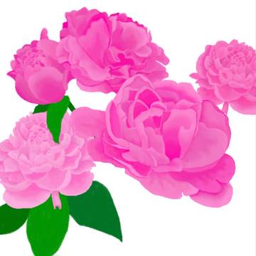 芍薬