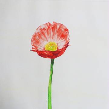 赤い花1