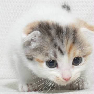 ねこ