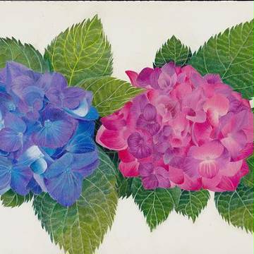 紫陽花