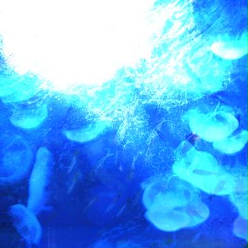 水母