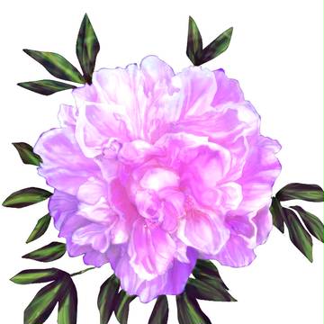 芍薬