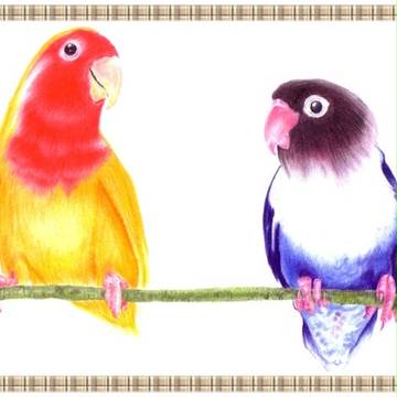 色鉛筆でインコ