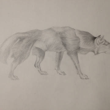 wolf
