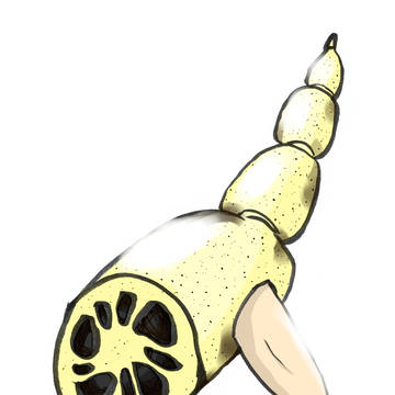 れーんこーんさーん！
